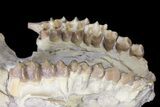 Oreodont (Merycoidodon) Partial Skull - Wyoming #123197-3